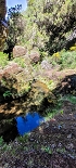 Plants: image 52 Of 208 Thumb